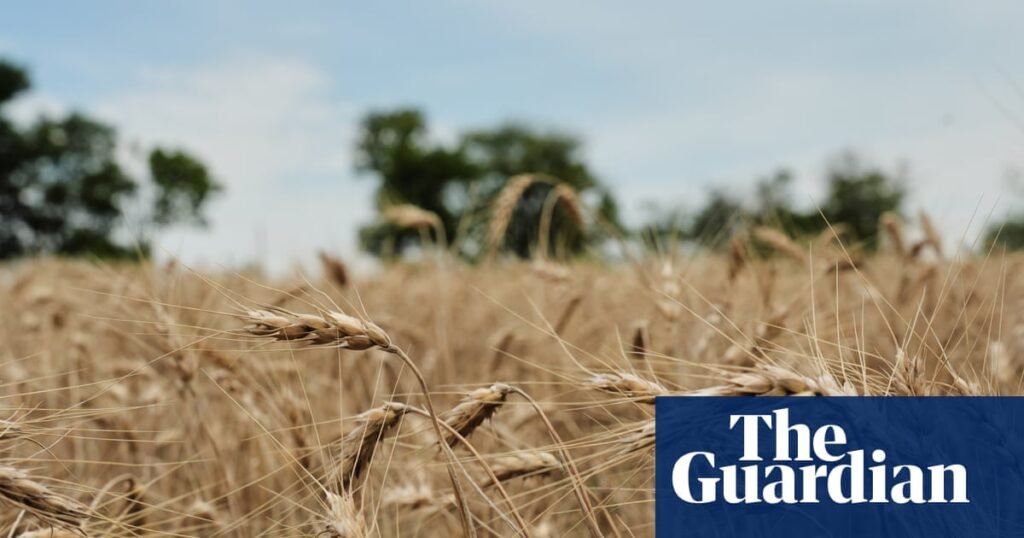 US wheat farmers navigate uncertainty amid drought and geopolitical chaos US wheat farmers navigate uncertainty amid drought and geopolitical chaos