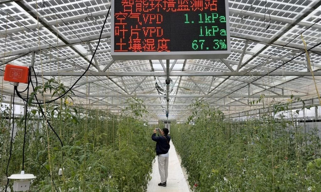 GT on the spot: Ningxia’s smart greenhouse technology takes root in Arab markets GT on the spot: Ningxia’s smart greenhouse technology takes root in Arab markets
